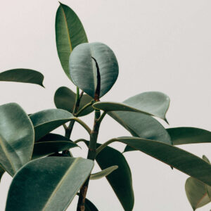 Product Five